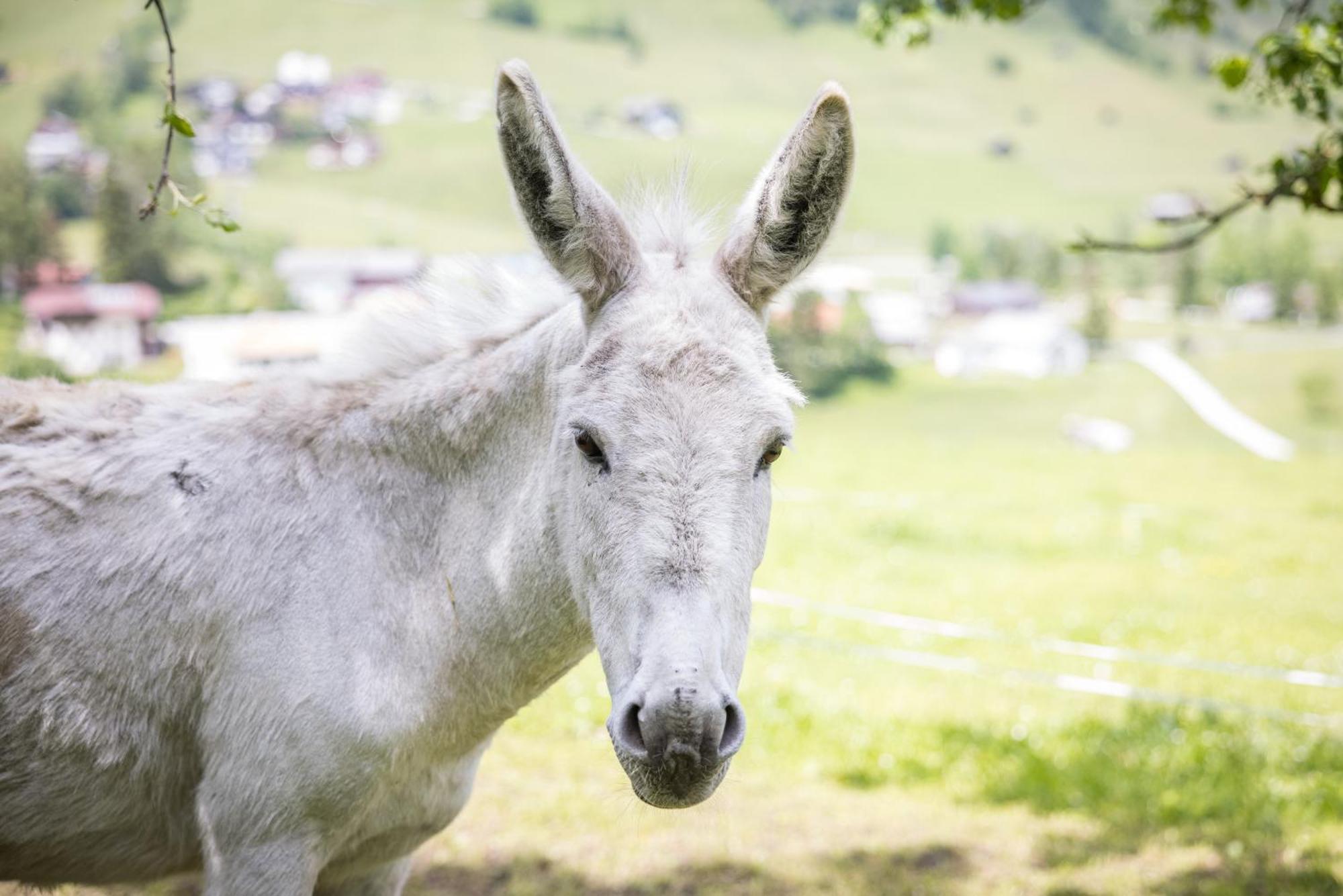 Untersillerhof Neustift im Stubaital Exterior foto